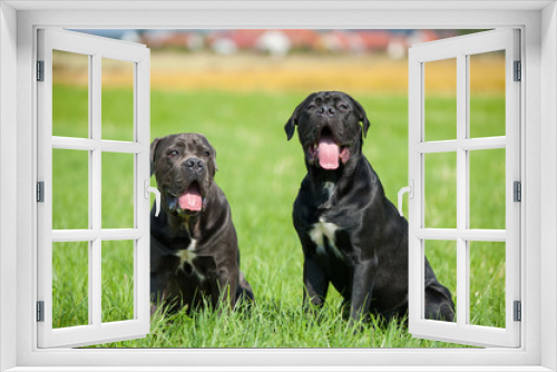Fototapeta Naklejka Na Ścianę Okno 3D - Zwei Cane Corso Hunde