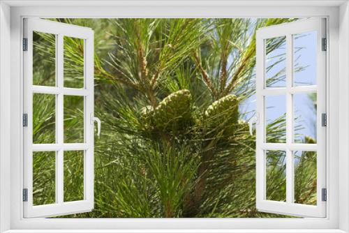 Fototapeta Naklejka Na Ścianę Okno 3D - Young pine tree cones