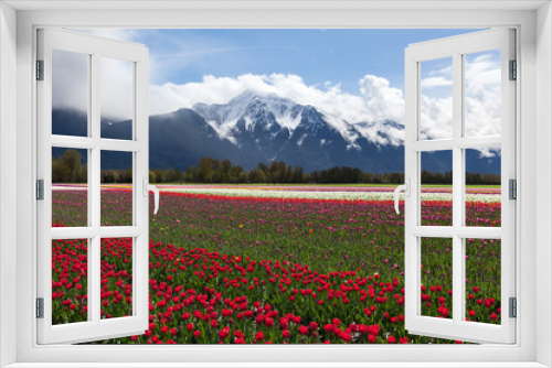 Fototapeta Naklejka Na Ścianę Okno 3D - Tulip Field