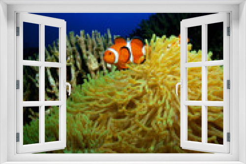 Fototapeta Naklejka Na Ścianę Okno 3D - カクレクマノミ