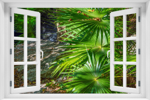 Fototapeta Naklejka Na Ścianę Okno 3D - Fan Plants