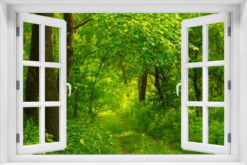Fototapeta Naklejka Na Ścianę Okno 3D - green summer forest scene