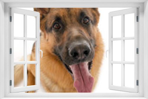 Fototapeta Naklejka Na Ścianę Okno 3D - Schäferhund schaut