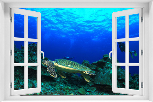 Fototapeta Naklejka Na Ścianę Okno 3D - Scuba divers and Hawksbill Sea Turtle