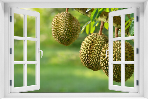 Fototapeta Naklejka Na Ścianę Okno 3D - Durian fruit hanging on tree in durian farm.