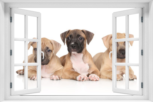 Fototapeta Naklejka Na Ścianę Okno 3D - American Staffordshire terrier puppies