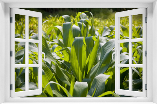 Fototapeta Naklejka Na Ścianę Okno 3D - Maize field