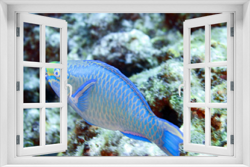 Fototapeta Naklejka Na Ścianę Okno 3D - parrot fish