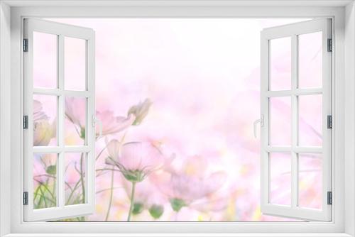 Fototapeta Naklejka Na Ścianę Okno 3D -  soft focus of cosmos flowers