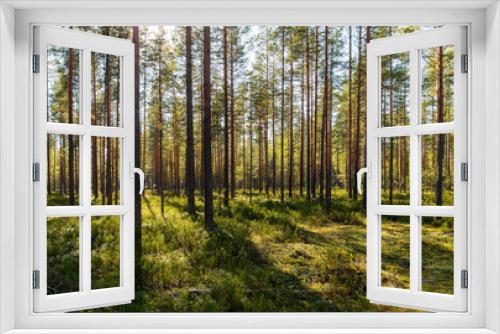 Fototapeta Naklejka Na Ścianę Okno 3D - landscape in pine forest