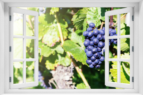Fototapeta Naklejka Na Ścianę Okno 3D - Fresh organic grape on vine branch
