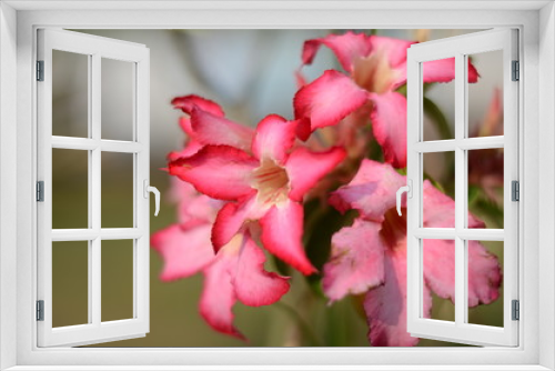 Fototapeta Naklejka Na Ścianę Okno 3D - flowers,pink,nature,background,color,bloom,floral