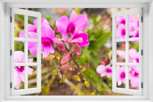 Fototapeta Naklejka Na Ścianę Okno 3D - pink bougainvillea flowers in summer outdoor