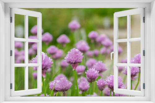 Fototapeta Naklejka Na Ścianę Okno 3D - Chives or Allium Schoenoprasum plant in Saint Gallen in Switzerland