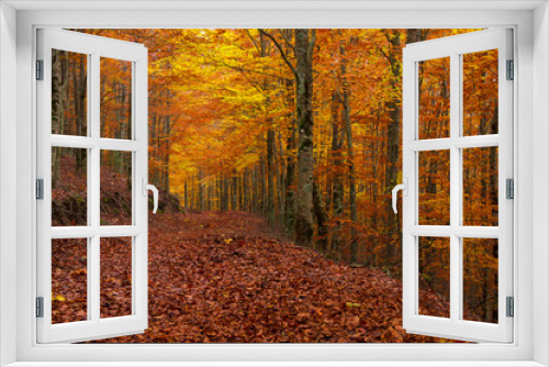 Fototapeta Naklejka Na Ścianę Okno 3D - Beech forest in Autumn