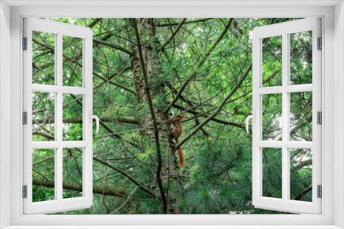 Fototapeta Naklejka Na Ścianę Okno 3D - Red Squirrel jumps on the tree
