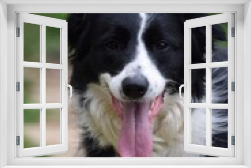 Fototapeta Naklejka Na Ścianę Okno 3D - Portrait of  dog smilling tongue sticking out, black and white border collie , dog. 