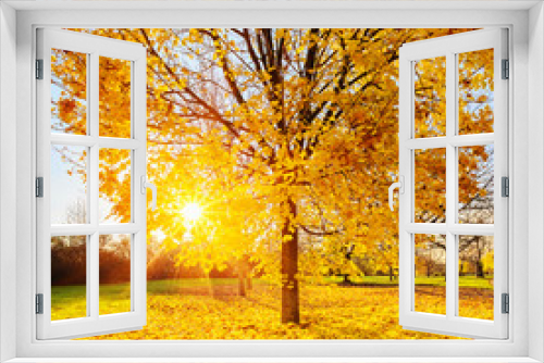 Fototapeta Naklejka Na Ścianę Okno 3D - Sunny autumn foliage