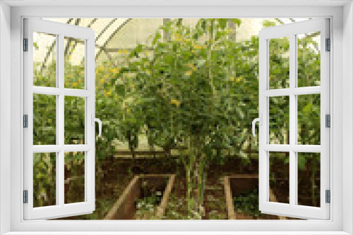 Fototapeta Naklejka Na Ścianę Okno 3D - tomato