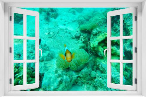 Fototapeta Naklejka Na Ścianę Okno 3D - Underwater fish