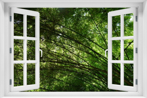 Fototapeta Naklejka Na Ścianę Okno 3D - Bamboo trees