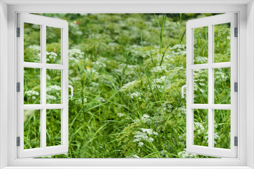 Fototapeta Naklejka Na Ścianę Okno 3D - green background