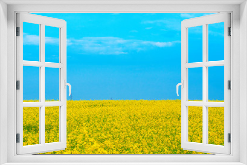 Fototapeta Naklejka Na Ścianę Okno 3D - beautiful yellow blooming canola field