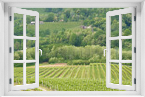 Fototapeta Naklejka Na Ścianę Okno 3D - Summer view in Italy with small green hills and vineyards
