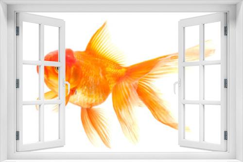 Fototapeta Naklejka Na Ścianę Okno 3D - Goldfish isolated on white background
