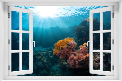 Fototapeta Naklejka Na Ścianę Okno 3D - Red Sea underwater