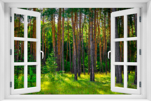 Fototapeta Naklejka Na Ścianę Okno 3D - The beautiful pine forest