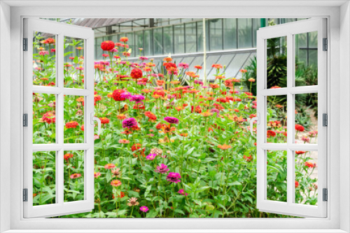 Fototapeta Naklejka Na Ścianę Okno 3D - Beautiful of Zinnia flower in natural garden park
