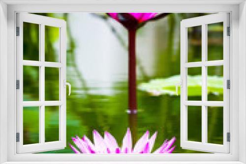 Fototapeta Naklejka Na Ścianę Okno 3D - Beautiful lotus flower in the pond
