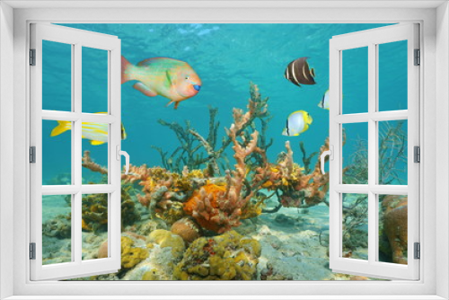 Fototapeta Naklejka Na Ścianę Okno 3D - Colorful sea life underwater with tropical fish