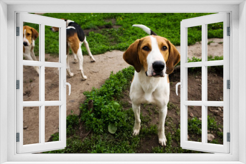 Fototapeta Naklejka Na Ścianę Okno 3D - Rack of hounds of dogs