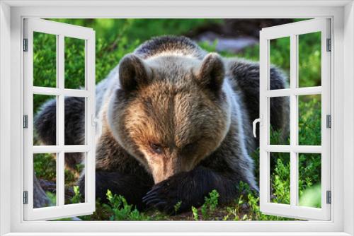 Fototapeta Naklejka Na Ścianę Okno 3D - houghtful brown bear