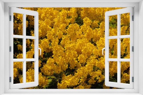 Fototapeta Naklejka Na Ścianę Okno 3D - yellow flowers on a tree