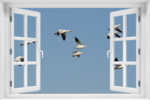 Fototapeta Naklejka Na Ścianę Okno 3D - Flock of Snow Geese Flying in a Blue Sky