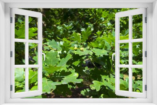 Fototapeta Naklejka Na Ścianę Okno 3D - Oakleaves in sunlight in summer