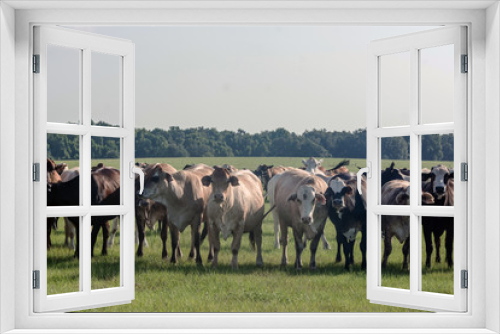 Fototapeta Naklejka Na Ścianę Okno 3D - Line of commercial cows looking forward