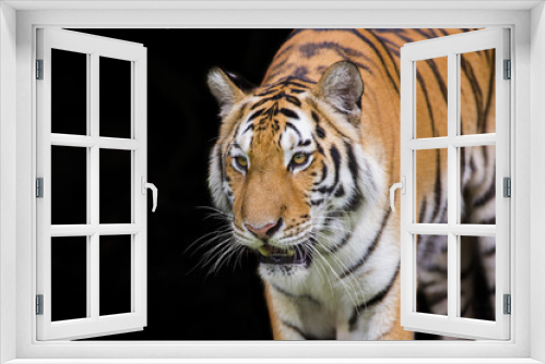 Fototapeta Naklejka Na Ścianę Okno 3D - Tiger Sumatran