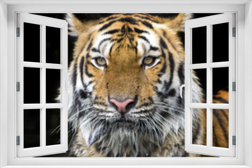 Fototapeta Naklejka Na Ścianę Okno 3D - Tiger Sumatran