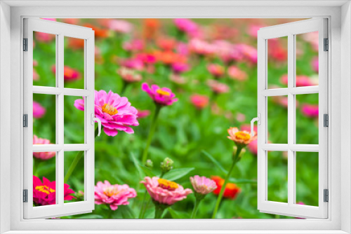 Fototapeta Naklejka Na Ścianę Okno 3D - Zinnia Flowers