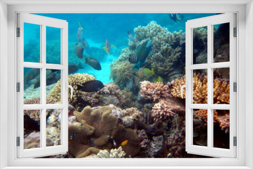 Fototapeta Naklejka Na Ścianę Okno 3D - Grande Barrière de Corail