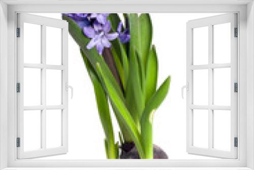 Fototapeta Naklejka Na Ścianę Okno 3D - Blue hyacinth in the pot, isolated on white background