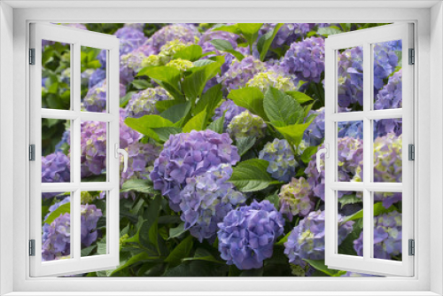 Fototapeta Naklejka Na Ścianę Okno 3D - Hydrangea flowers in a garden