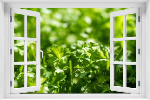 Fototapeta Naklejka Na Ścianę Okno 3D - close-up of parsley leaves in sunlight