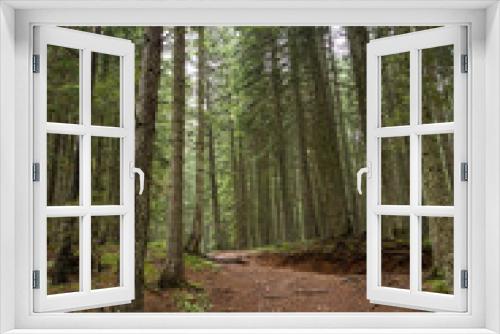 Fototapeta Naklejka Na Ścianę Okno 3D -  Spruce Tree Forest
