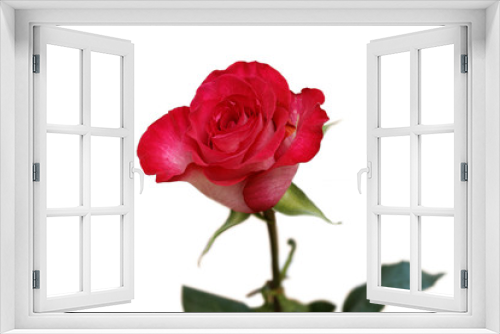 Fototapeta Naklejka Na Ścianę Okno 3D - Single red rose isolated on white