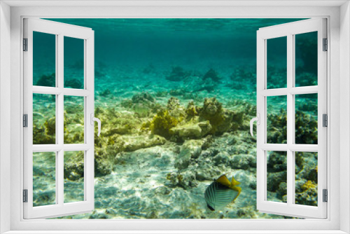 Fototapeta Naklejka Na Ścianę Okno 3D - Red Sea - Reef